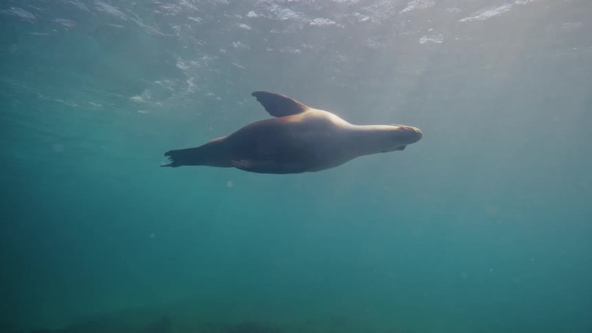 Sea lion swims upwards in the clear greenish blue water above a rocky seabed covered with seaweed
