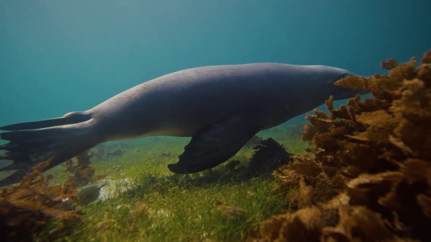 A sea lion swims horizontally through clear turquoise water above a seabed covered with seaweed and seagrass