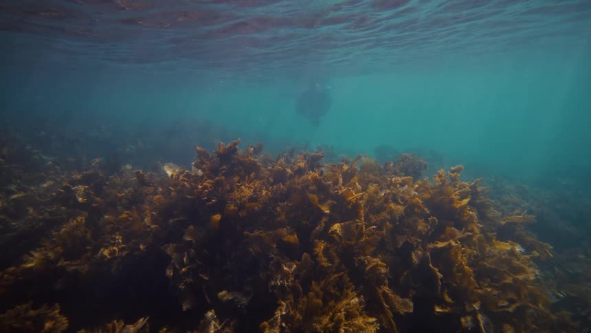 Underwater view in the ocean with corals and reef
