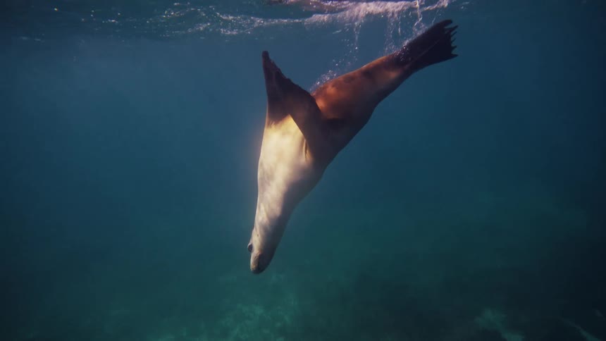 The seal swims up and down underwater