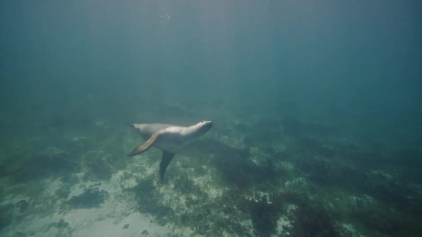 A sea lion swimming underwater near the ocean floor and then back to the surface and back down again