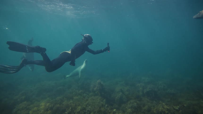 Diver in the depths of the ocean with sea lions around