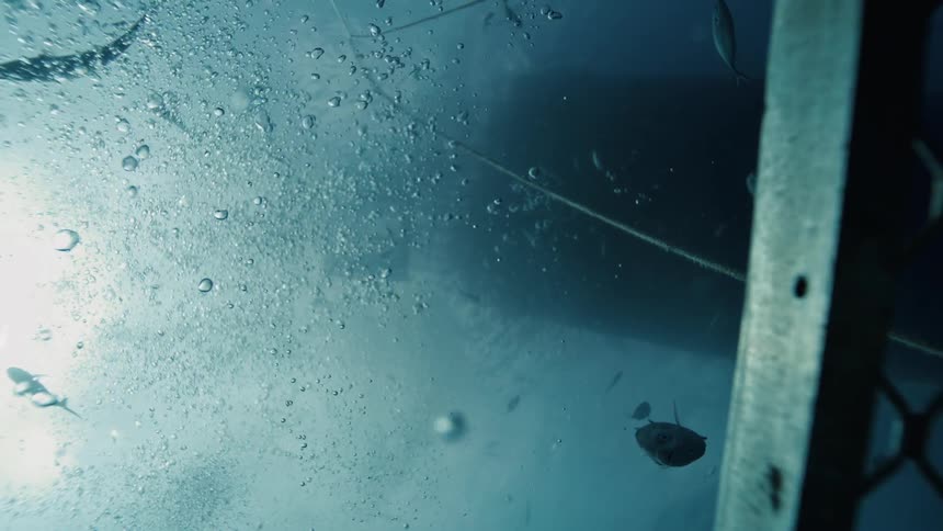 A cage is being held by a chain underwater
