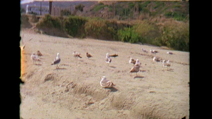 A flock of birds are on the beach