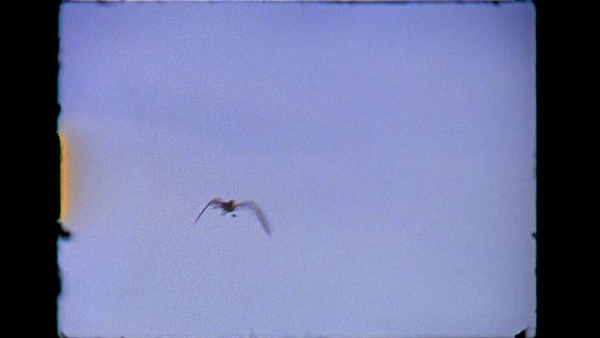 A flying bird suddenly dives into a river