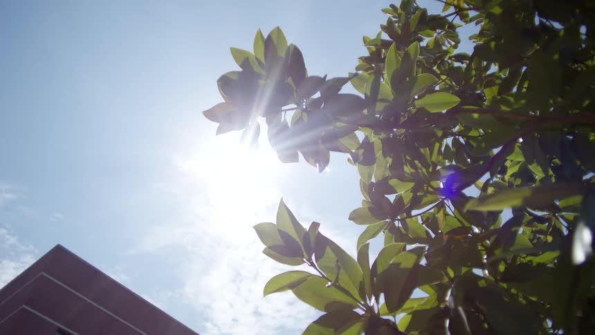 Looking up at a bright sunny sky with a few wispy clouds through the green leaves of a tree with the corner of a building visible in the lower left