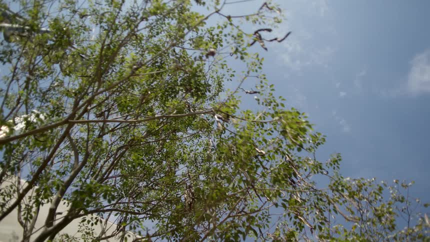 Viewed from below a tree with green leaves and numerous long dark seed pods stretches across a blue sky with faint clouds