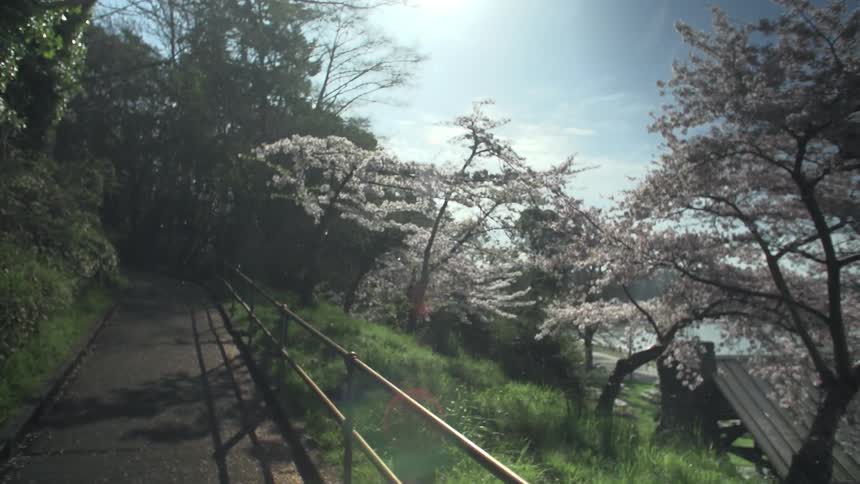 Flowering trees during spring