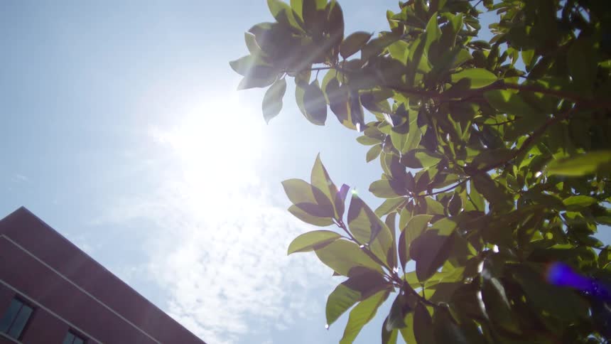 The bright sun shines through the green leaves of tree against a clear light blue sky with a few wispy clouds with the corner of a modern brick building visible below