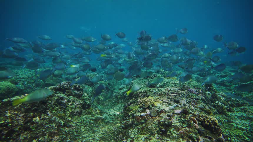 Underwater ocean view of school of fish in corals