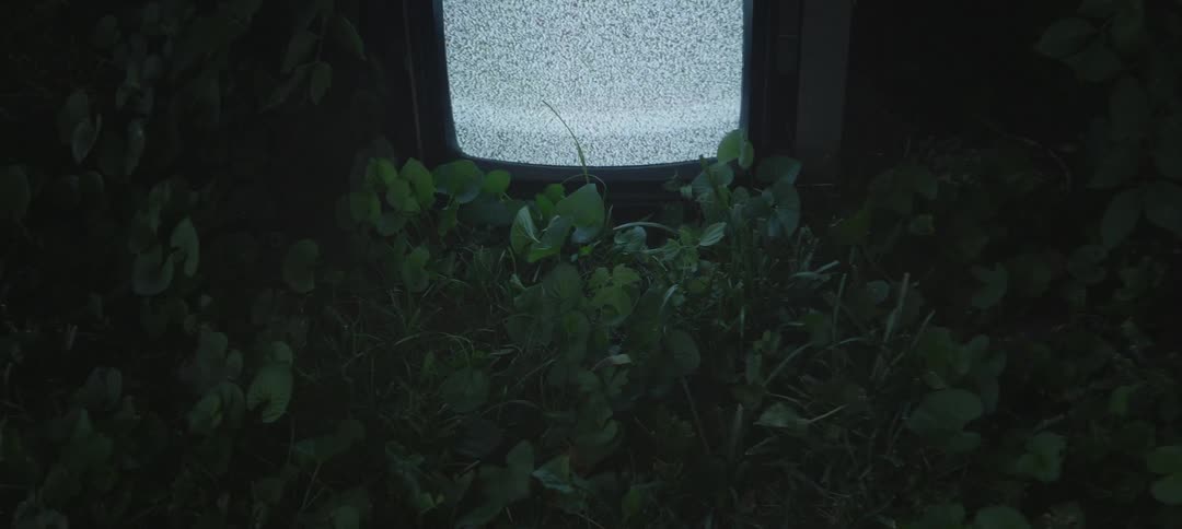 Tv showing static in the woods