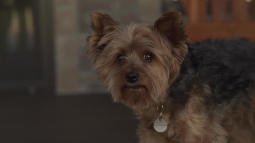 A small dog with brown and black fur wears a collar with a round tag standing alert at home