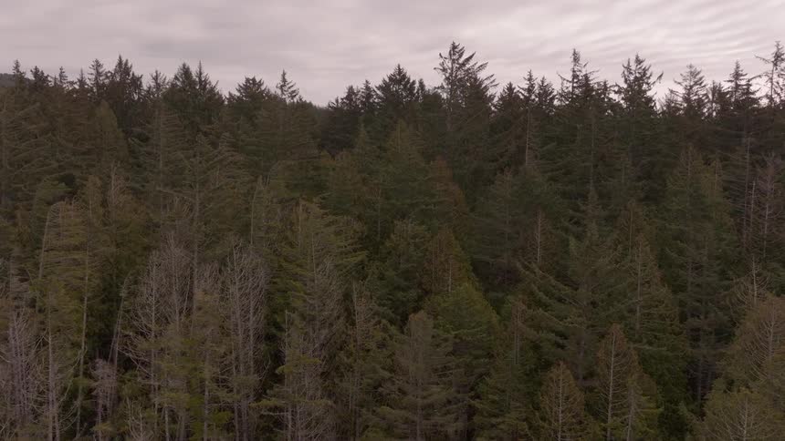 A large pine forest
