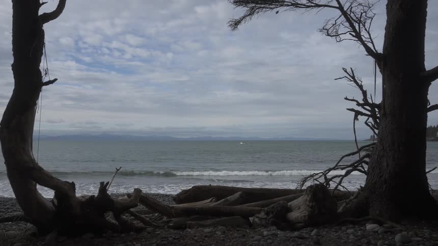 Trees are on the beach