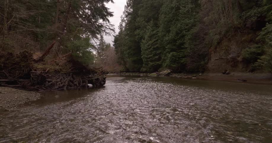 A stream with a current of water that passes through a pine forest