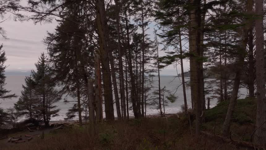 An ancient forest of trees and pines on a hill facing the sea