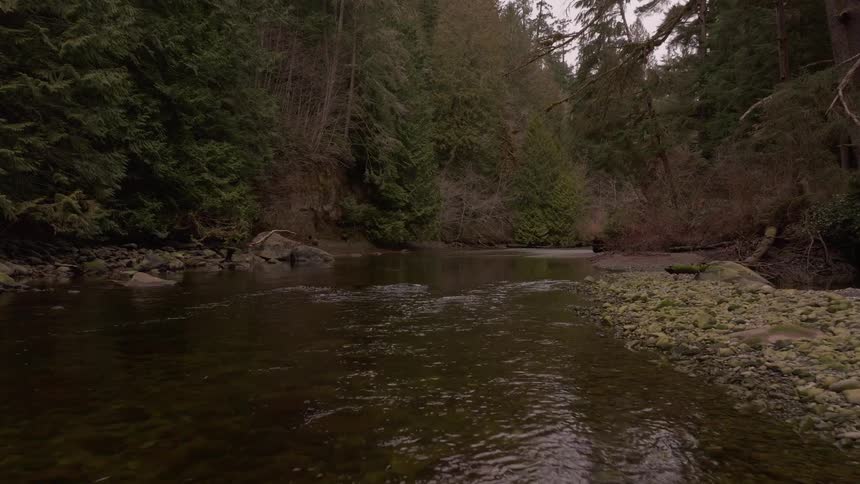 A stream runs through the forest