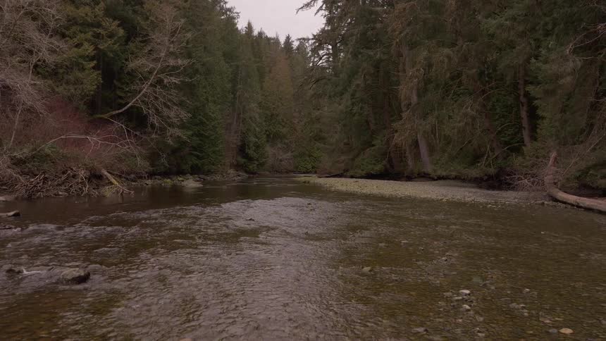 The creek is in the dense forest