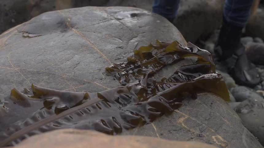 A woman lays kelp on a rock outside