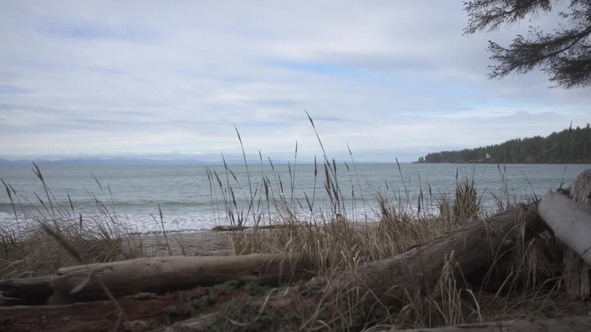 The beach is covered with driftwood