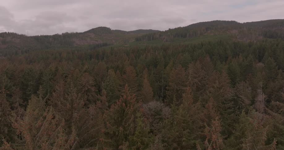 A dense forest of towering evergreen trees stretches under an overcast sky