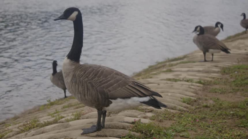 Geese stand on the shore next to a body of water