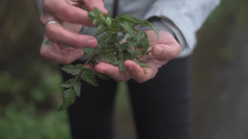 A person wearing a gray jacket holds a small green herb with visible roots