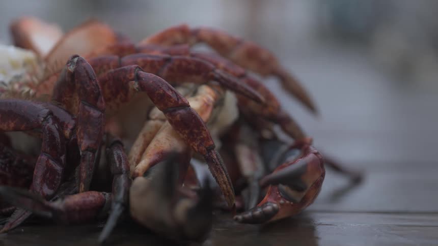 Close up of a dead crab on the ground