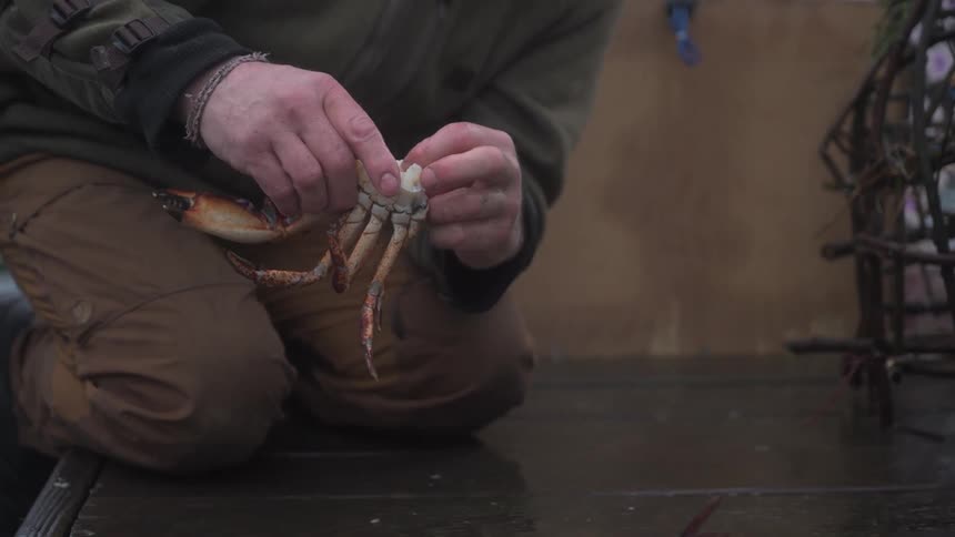 Pair of hands of a person cleaning pieces of a crab