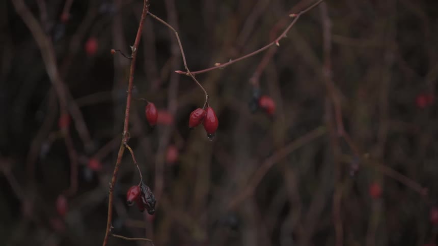 Vibrant red berries clinging to delicate bare branches set against a dimly lit outoffocus background