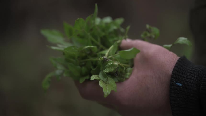 A close up footage of a person holding vegetables