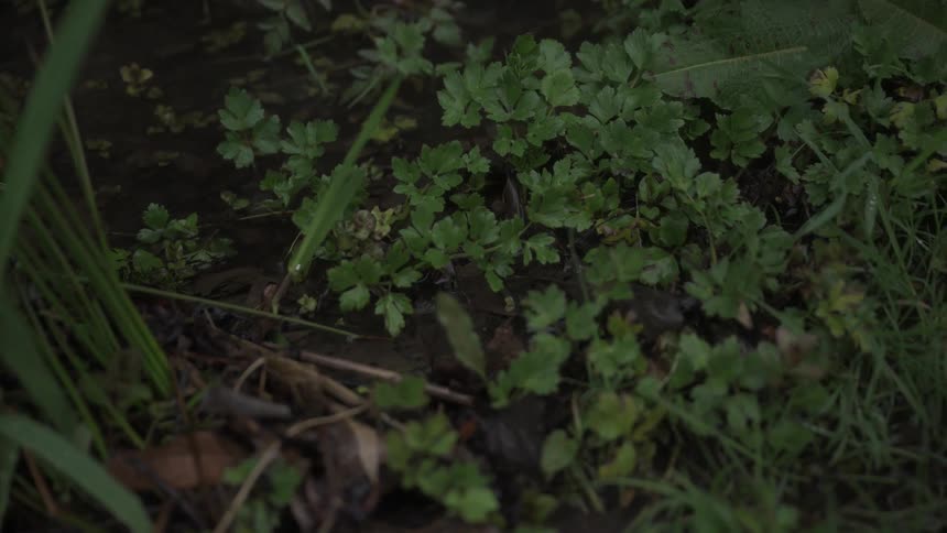 An assortment of green herbs thriving in a damp terrain interspersed with scattered leaves and blades of grass