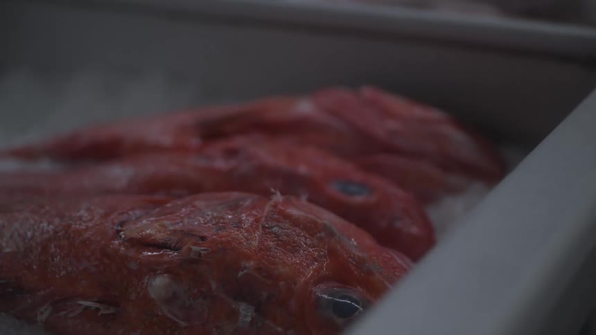 Red fish are on ice in a gray bucket