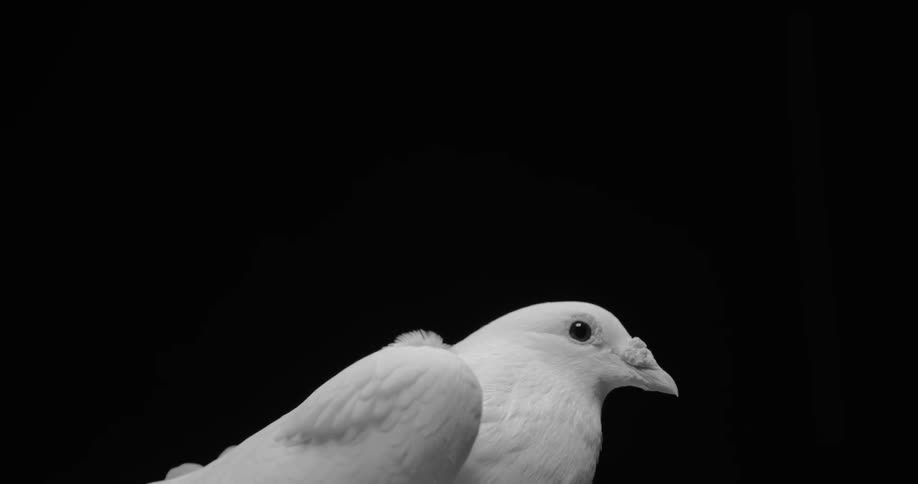 A white bird stares and blinks