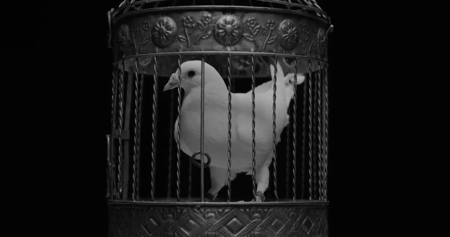 White bird stands in a fancy cage