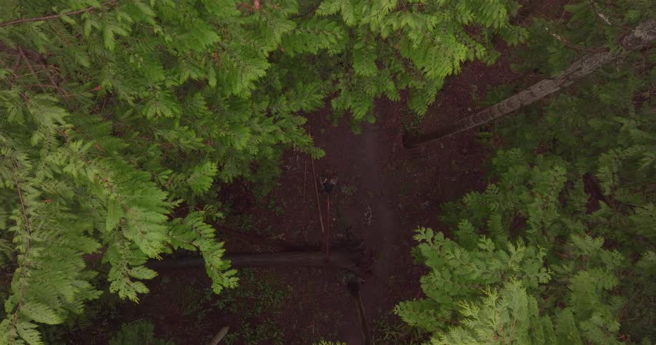 Aerial of a trail in a temperate rainforest