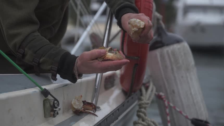 Pair of hands cracking crab