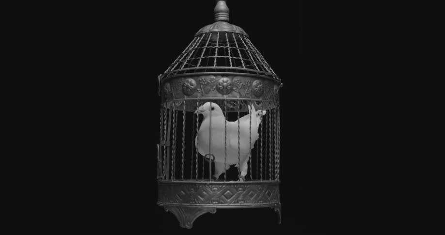 Close up of a bird sitting in a cage
