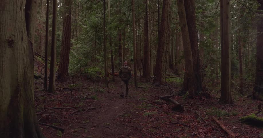 A man walks through a temperate rainforest