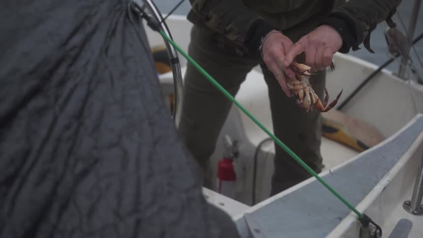 Person punching crabs shell