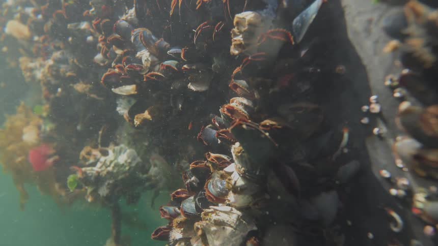 The boat is covered with barnacles