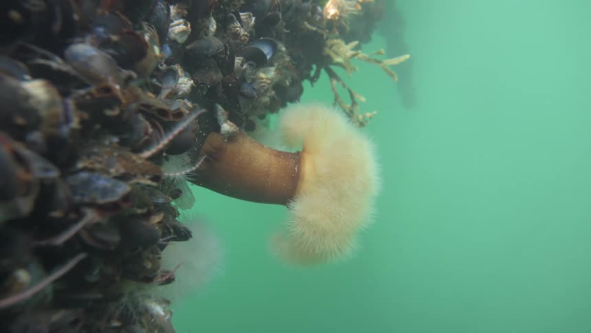 Closeup of sponges and fungi in the deep ocean
