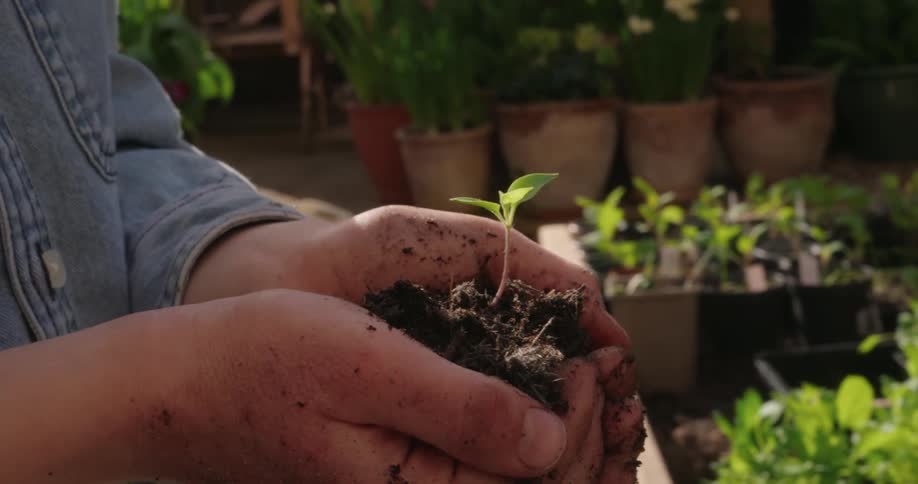 Hands hold a handful of earth with a green seedling