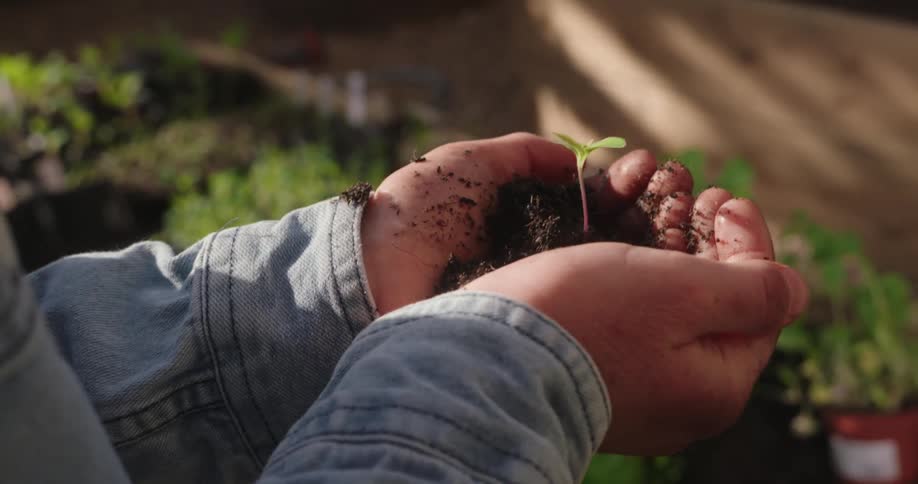 Two hands hold a small amount of garden soil with a plant seedling
