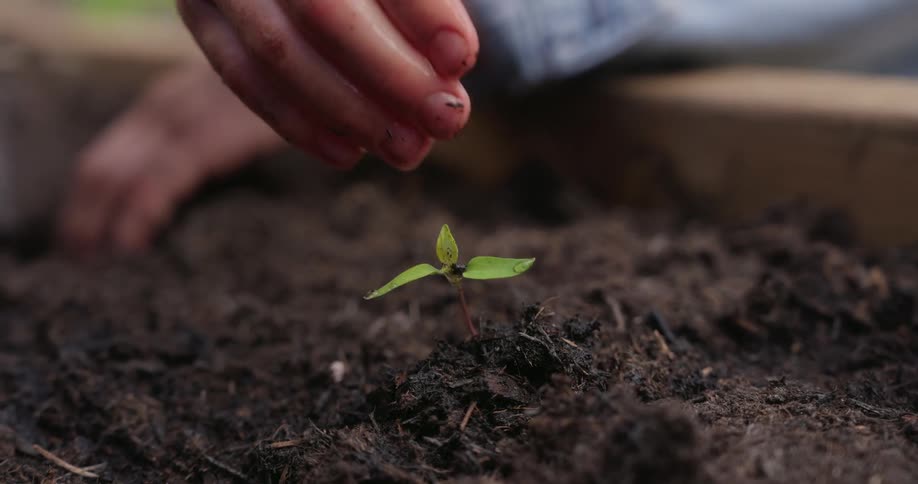 Child uses their hand to water a small seedling during the daytime