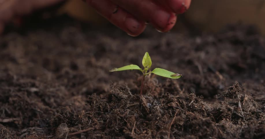 A persons hand puts droplets of water on a seedling in a garden bed