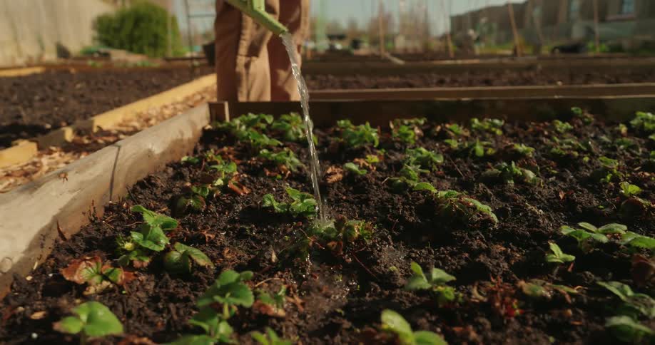 Person watering plant sprouts
