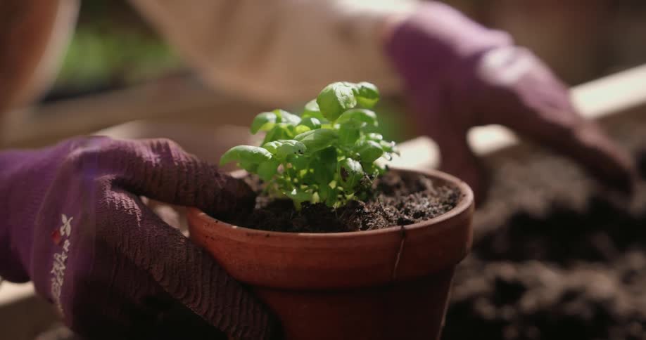 Person with purple gloves holds a clay pot with basil seedling planted in fresh soil