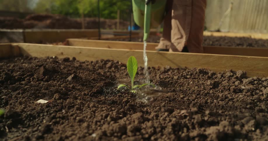 Person watering a plant sprout in new soil