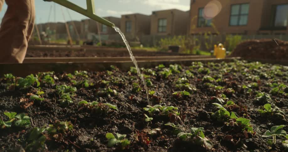 Gardener uses a watering can to water a garden bed located in an area near a line of apartment buildings on a sunny day